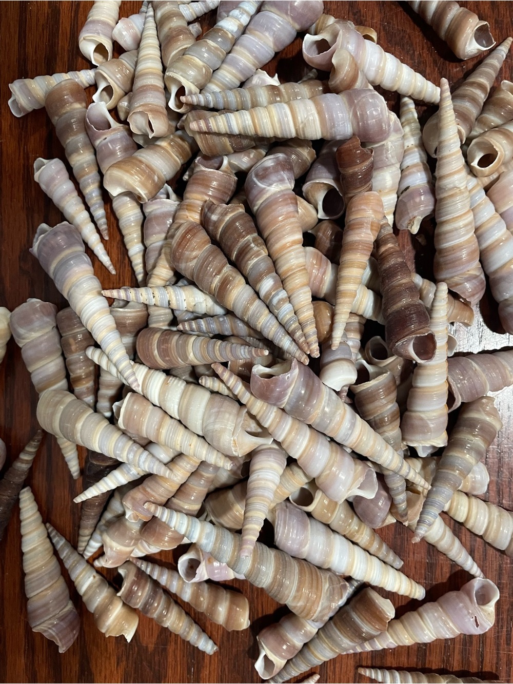Lot of approx 100 auger seashells.